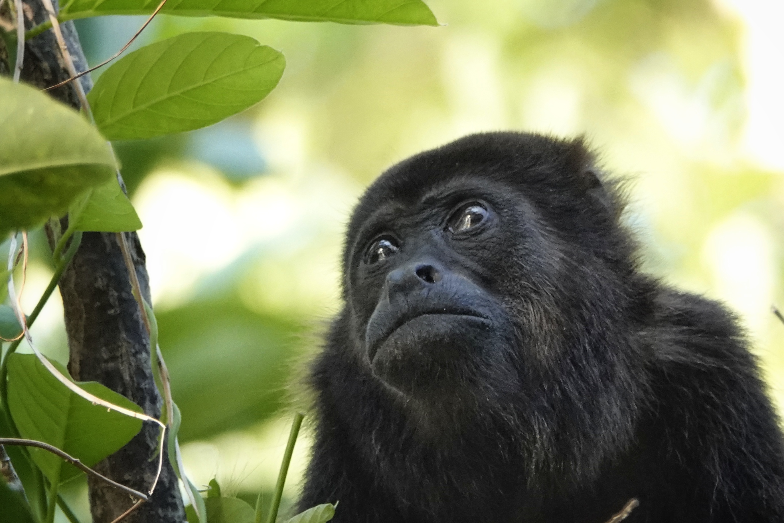 Singe hurleur dans la végétation